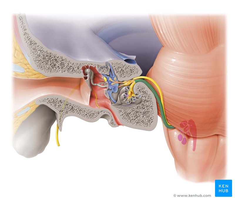 Vestibulocochlear nerve - ventral view