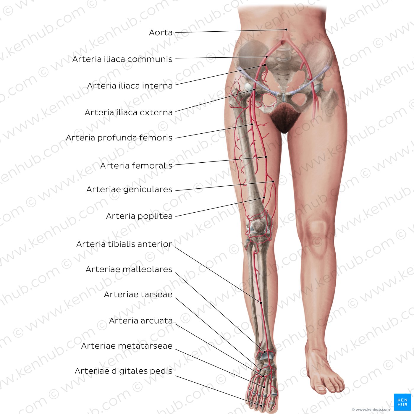 Arterien der unteren Extremität
