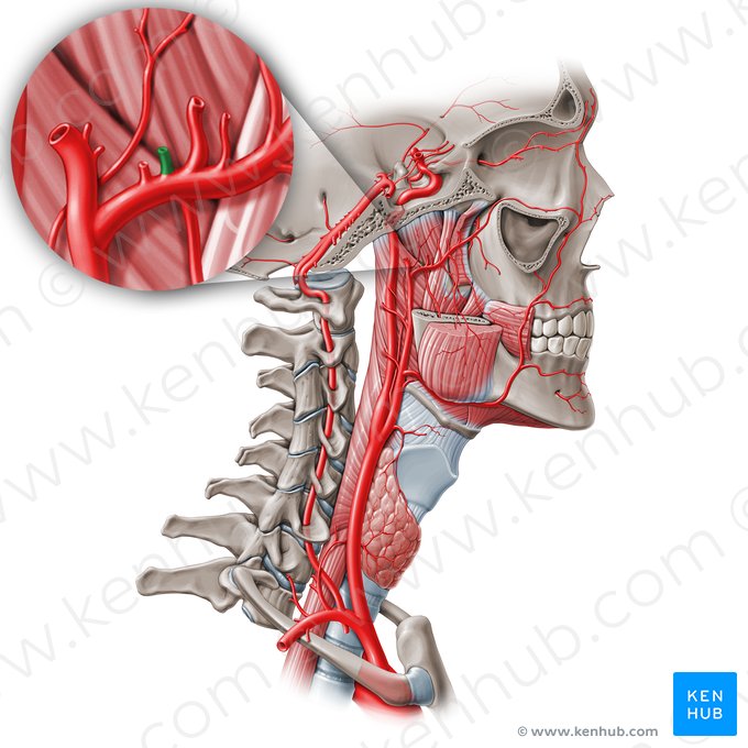 Arteria timpánica anterior (Arteria tympanica anterior); Imagen: Paul Kim