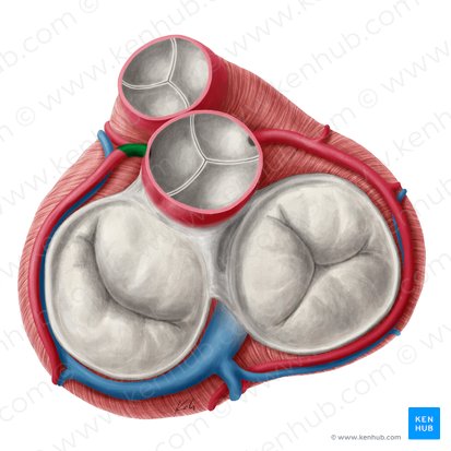 Arteria coronaria izquierda (Arteria coronaria sinistra); Imagen: Yousun Koh