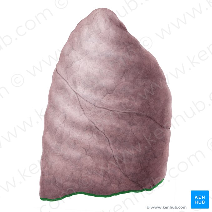 Borde inferior del pulmón derecho (Margo inferior pulmonis dextri); Imagen: Yousun Koh
