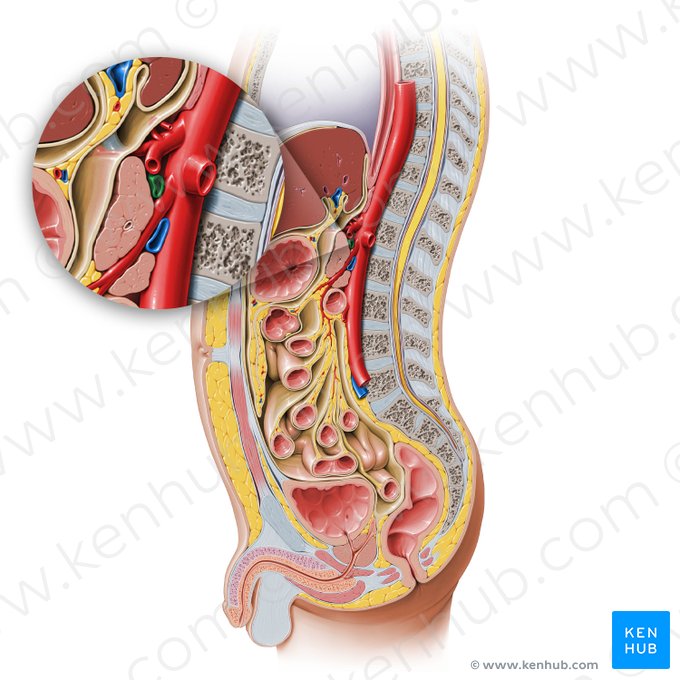 Splenic vein (Vena splenica); Image: Paul Kim