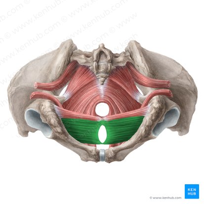 Musculus transversus profundus perinei (femininus) (Tiefer querer Dammmuskel der Frau); Bild: Liene Znotina