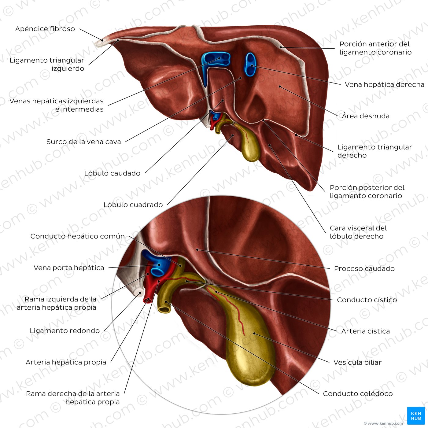 Anatomía del hígado: Vista posterior
