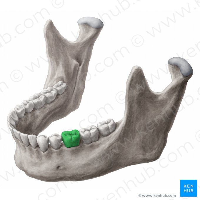 Mandibular left first molar tooth (Dens molaris primus sinister mandibularis); Image: 