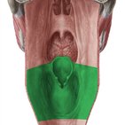 Músculos e parede da faringe