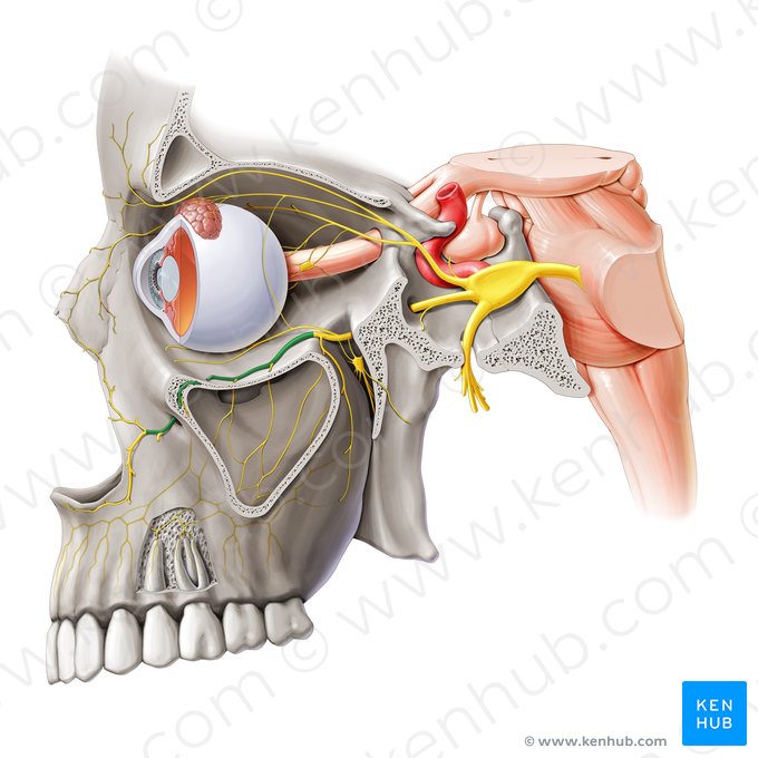 Infraorbital nerve (Nervus infraorbitalis); Image: Paul Kim