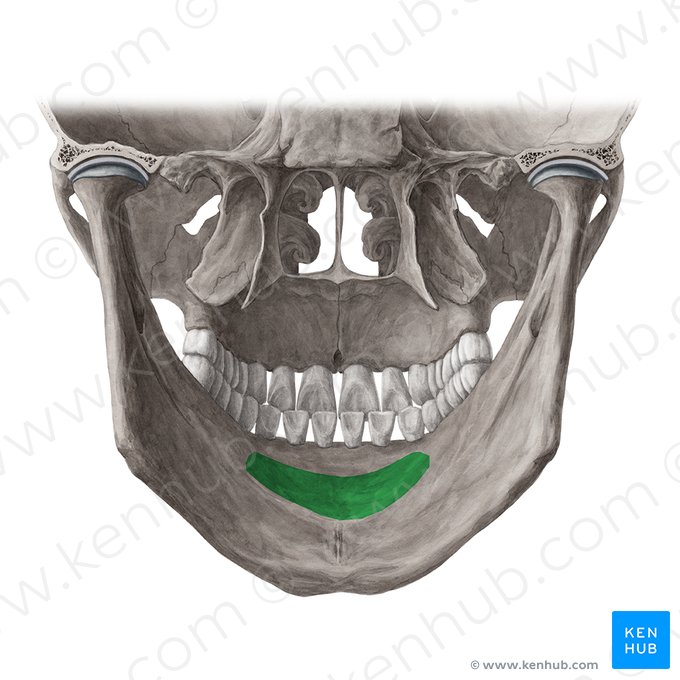 Fossa sublingual da mandíbula (Fossa sublingualis mandibulae); Imagem: Yousun Koh