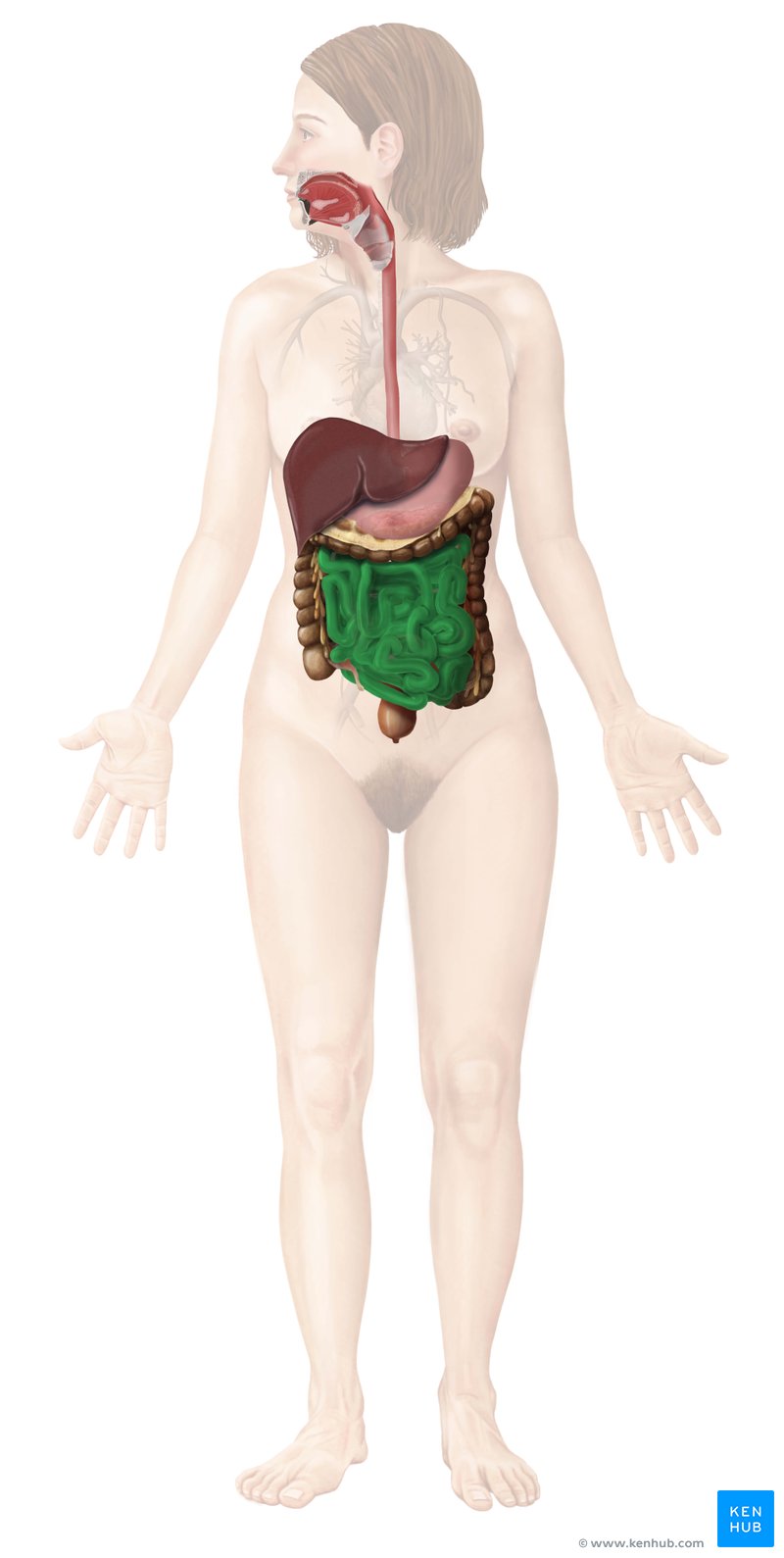 Grátis: Características e Epidemiologia das Tênias - Material Claro e  Objetivo em PDF para Estudo Rápido, image size:800x1589