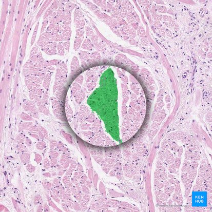 Fascículo muscular (Fasciculus muscularis); Imagen: 