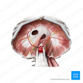 Arteria suprarrenal superior (Arteria suprarenalis superior); Imagen: Paul Kim