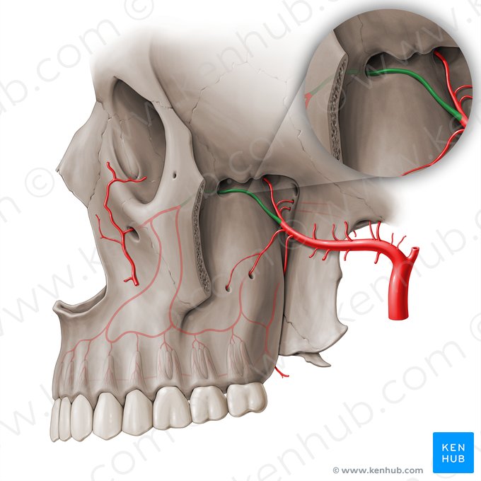 Infraorbital artery (Arteria infraorbitalis); Image: Paul Kim