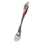 Supinator muscle