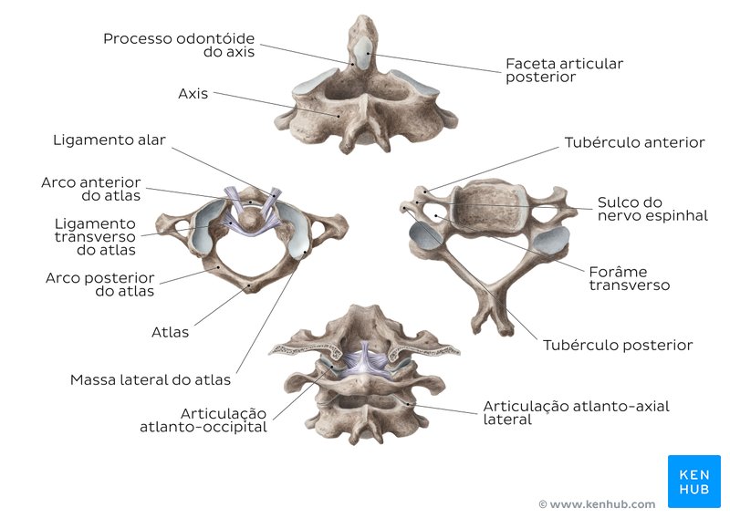 Atlas (C1), axis (C2), e vértebra cervical - diagrama