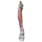Muscles of the anterior and lateral leg