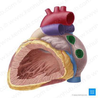 Left pulmonary veins (Venae pulmonales sinistrae); Image: Yousun Koh