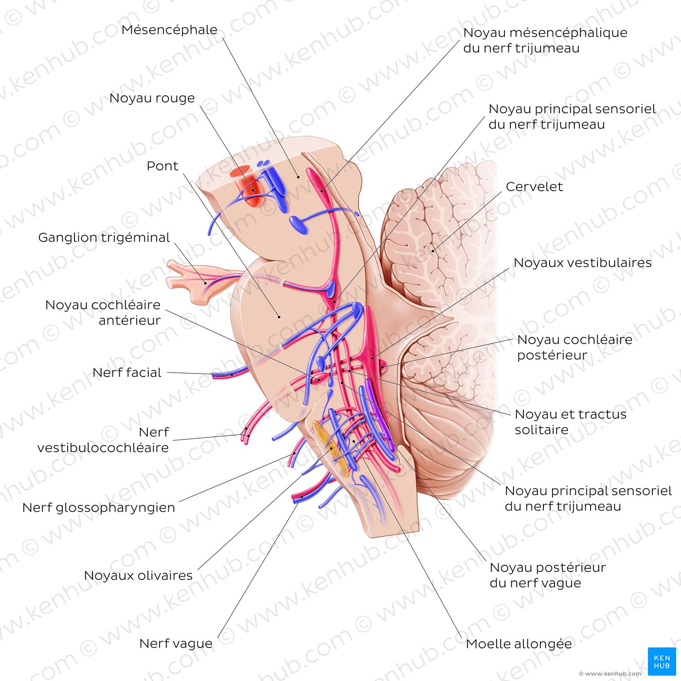 Cranial nerve nuclei - sagittal view (afferent)