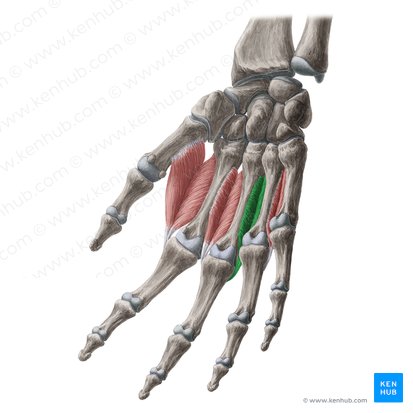 3.º músculo interósseo dorsal (Musculus interosseus dorsalis 3 manus); Imagem: Yousun Koh