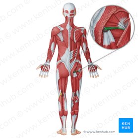 Regions of the lower limb: Anatomy and contents | Kenhub