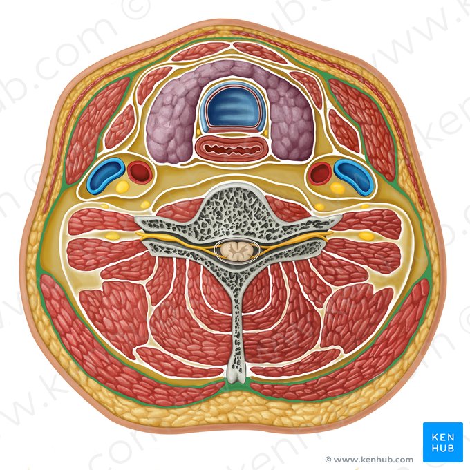 Lamina superficialis fasciae cervicalis profundae (Oberflächliches Blatt der tiefen Halsfaszie); Bild: Irina Münstermann