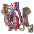 Neurovasculature of the rectum and anal canal