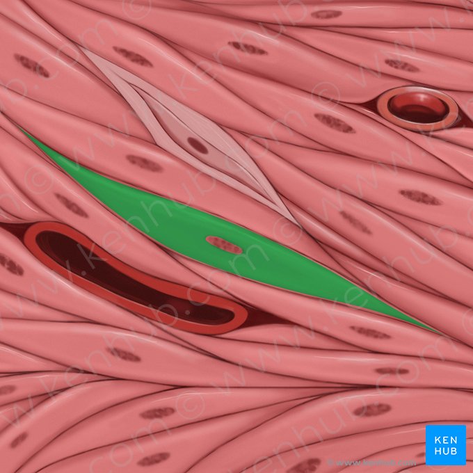 Sarcoplasm (Sarcoplasma); Image: Tal Bavli Ziv
