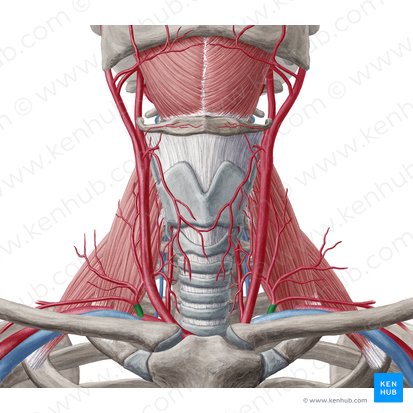 Truncus thyrocervicalis (Schilddrüsen-Hals-Stamm); Bild: Yousun Koh