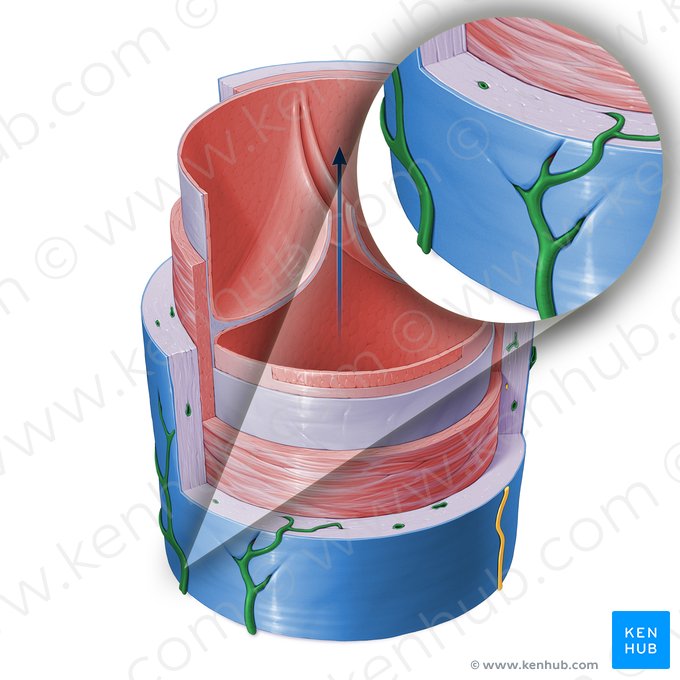 Vasa vasorum da veia (Vasa vasorum venae); Imagem: Paul Kim