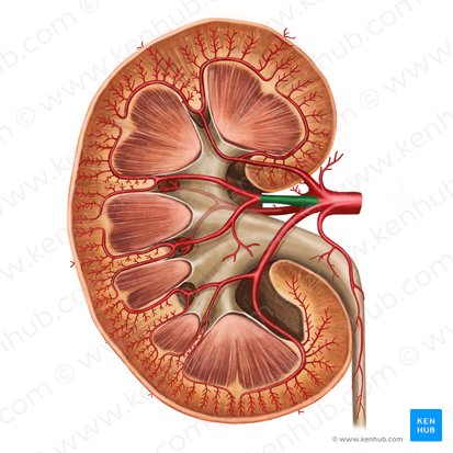 Anterior branch of renal artery (Ramus anterior arteriae renalis); Image: Irina Münstermann