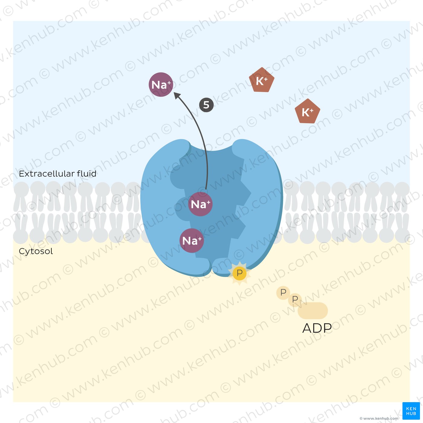 Sodium potassium pump: release of sodium ions in the extracellular fluid
