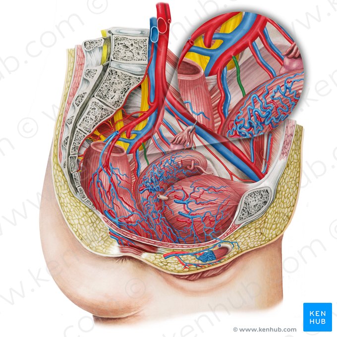 Artéria vaginal esquerda (Arteria vaginalis sinistra); Imagem: Irina Münstermann