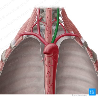Left common carotid artery (Arteria carotis communis sinistra); Image: Yousun Koh