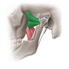 Lateral pterygoid muscle