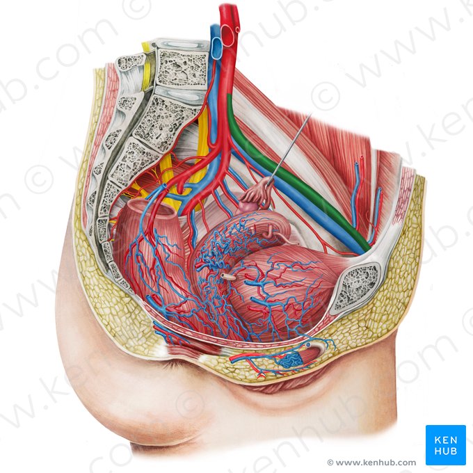 Artéria ilíaca externa esquerda (Arteria iliaca externa sinistra); Imagem: Irina Münstermann