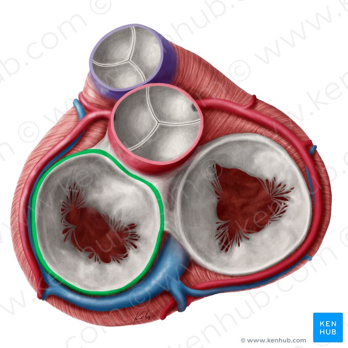 Anillo fibroso de la valva atrioventricular izquierda (Anulus fibrosus valvae atrioventricularis sinistrae); Imagen: Yousun Koh