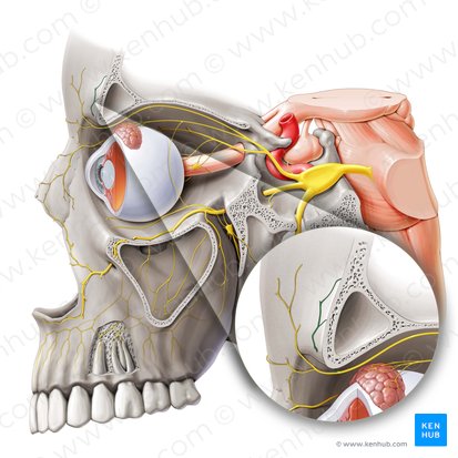 Supraorbital nerve (Nervus supraorbitalis); Image: Paul Kim