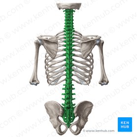 Columna vertebral (Columna vertebralis); Imagen: Yousun Koh