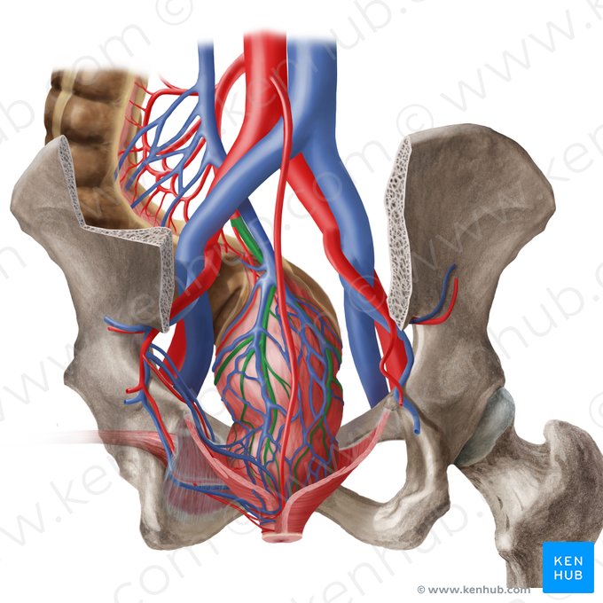 Arteria rectal superior (Arteria anorectalis superior); Imagen: Begoña Rodriguez