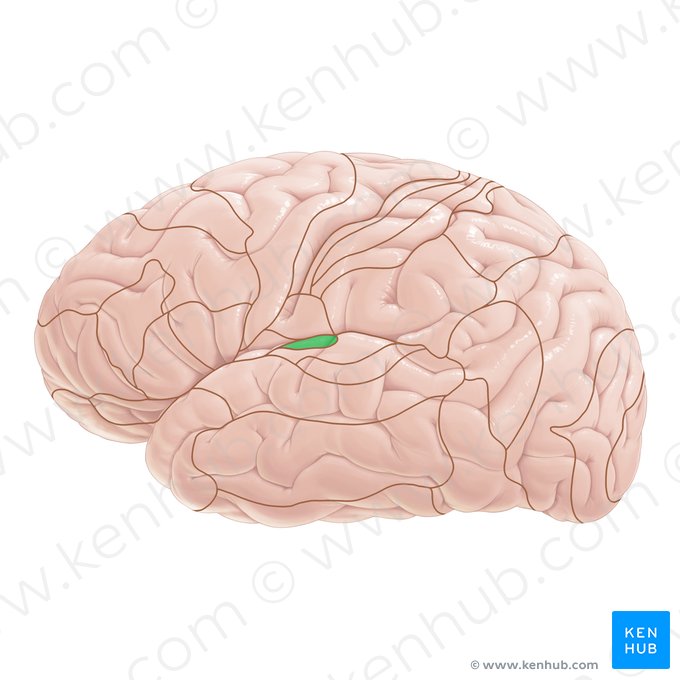 Área 52 de Brodmann (Area Brodmann 52); Imagem: Paul Kim