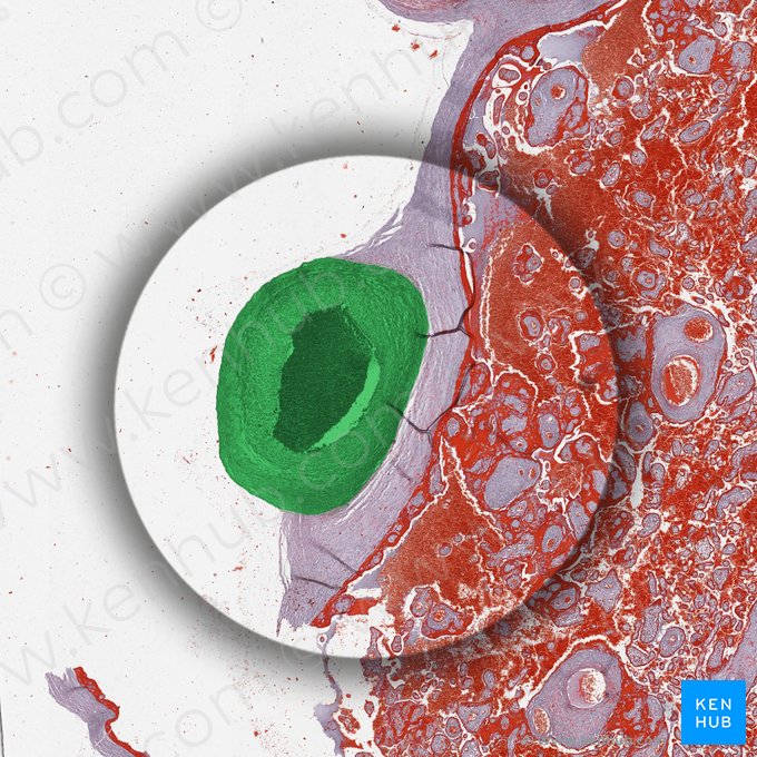 Arteria fetal en la placa corial; Imagen: 