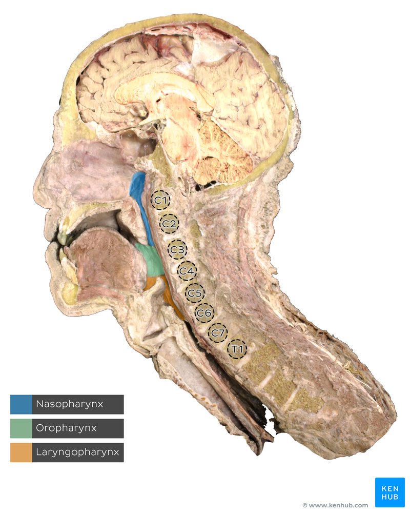 Pharynx division - sagittal section