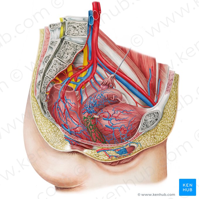 Vaginal venous plexus (Plexus venosus vaginalis); Image: Irina Münstermann