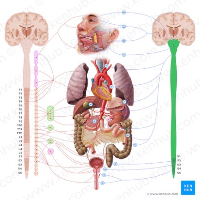 Parasympathetic nervous system (Systema nervosum parasympathicum); Image: Paul Kim