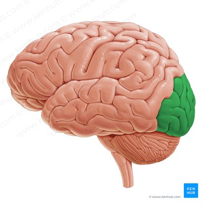 Occipital lobe (Lobus occipitalis); Image: Paul Kim