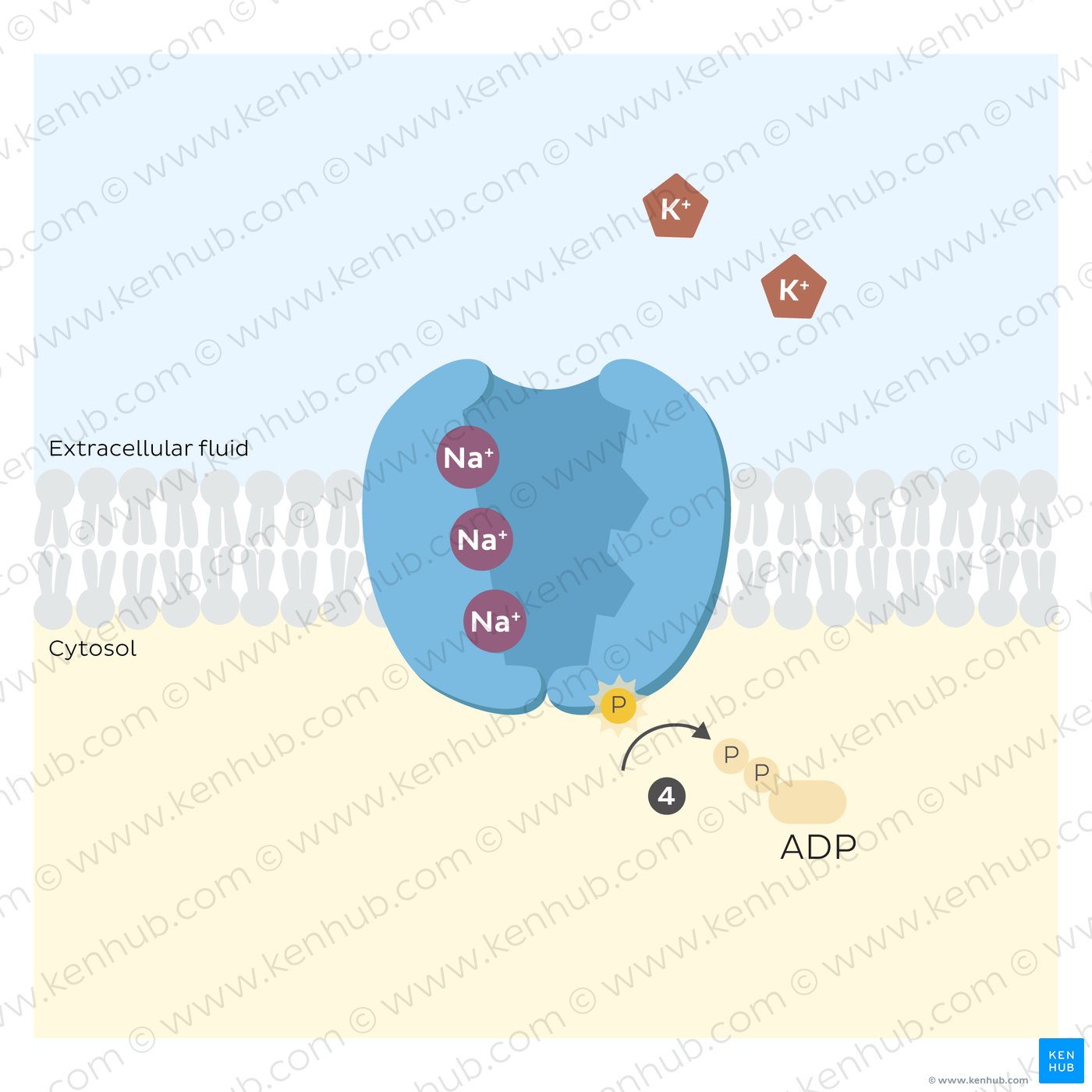 Sodium potassium pump: hydrolysis of ATP