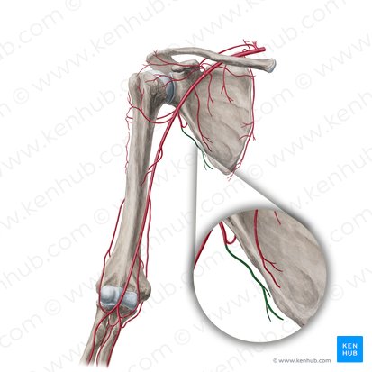 Arteria toracodorsal (Arteria thoracodorsalis); Imagen: Yousun Koh