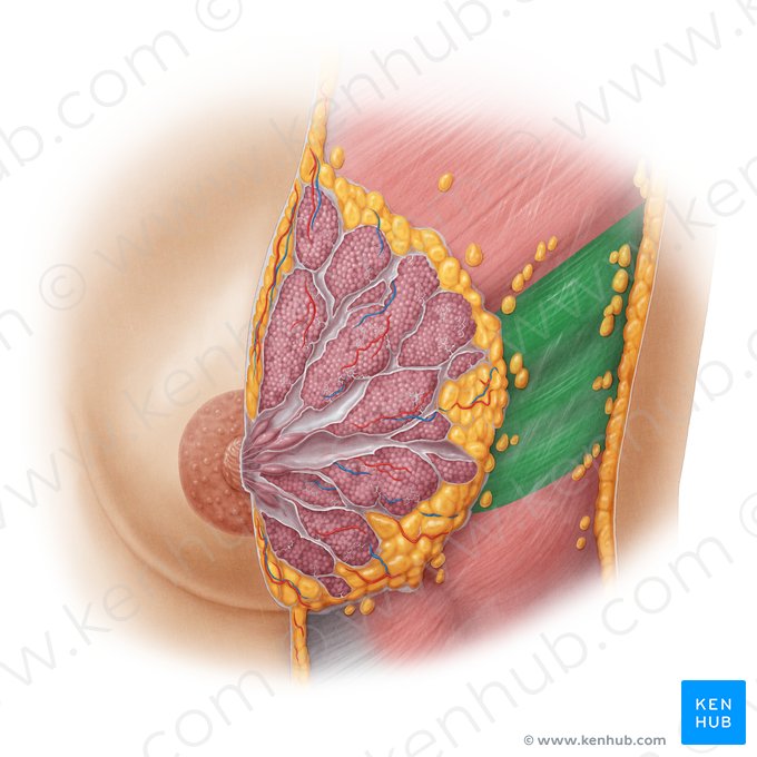 Serratus anterior muscle (Musculus serratus anterior); Image: Samantha Zimmerman