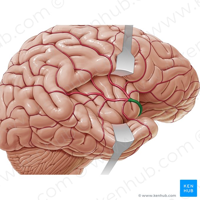 Artéria cerebral média (Arteria media cerebri); Imagem: Paul Kim