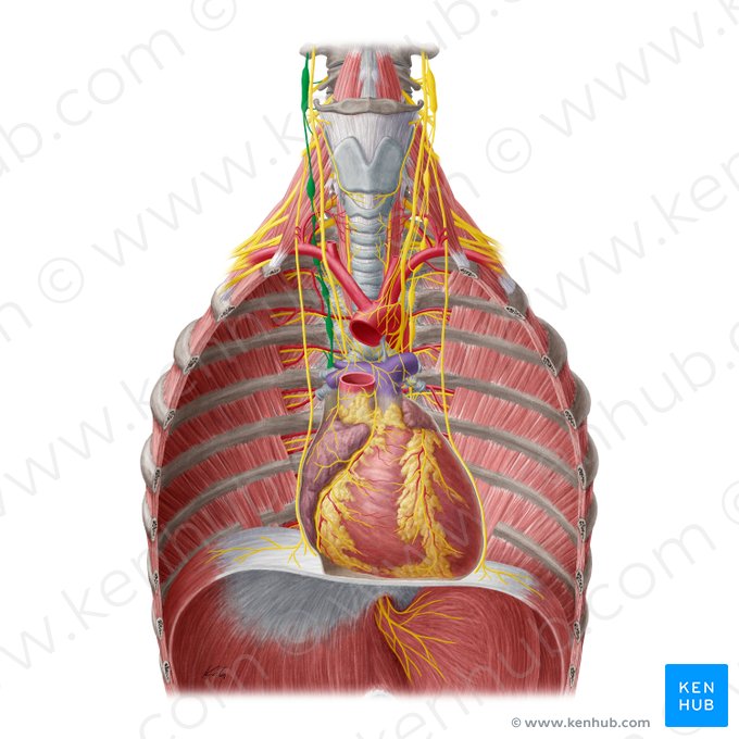 Tronco simpático derecho (Truncus sympathicus dexter); Imagen: Yousun Koh