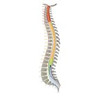 Columna vertebral y nervios espinales